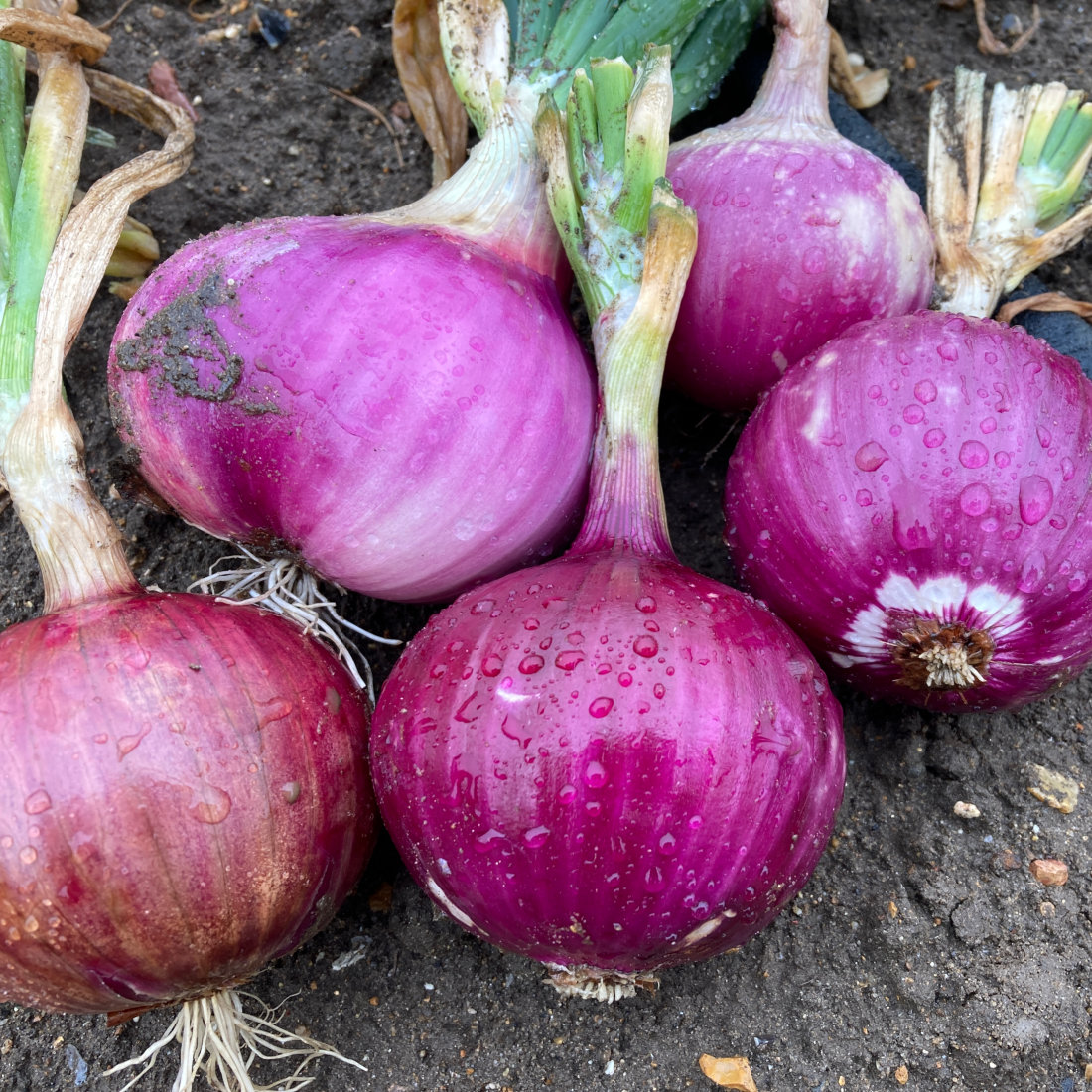 Red Onion Ruby Red